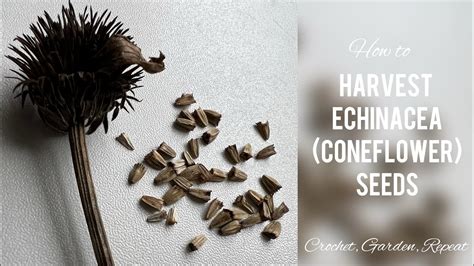 How To Harvest Echinacea Coneflower Seeds Crochet Garden Repeat