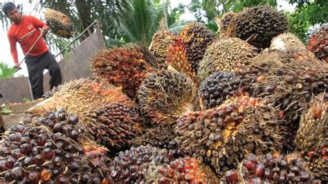 Negara Penghasil Kelapa Sawit Terbesar Di Dunia Tanjung Pinang Pos