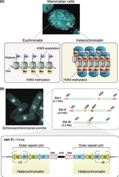 Heterochromatin And Epigenetically Silent Regions Of The Genome A