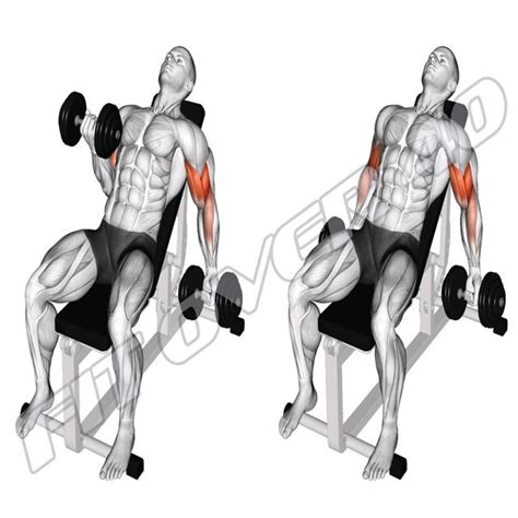 Dumbbell Incline Biceps Curl By Ftf40 Jan Exercise How To Skimble