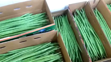 Hybrid A Grade Fresh Export Quality Green Drumstick Vegetable 5 Kg