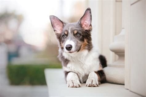 Wie Kann Ich Meinen Hund An Silvester Beruhigen Fellnaeschen De