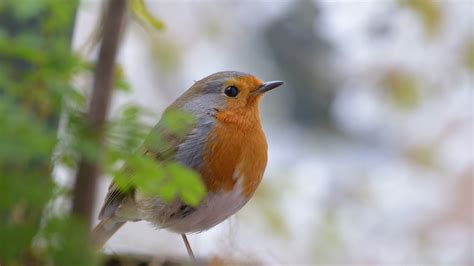 Robin (Bird) Wallpapers (44+ images inside)