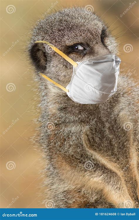 Stay Safe. Meerkat Wearing a Face Mask. Funny Covid19 Coronavirus Meme ...