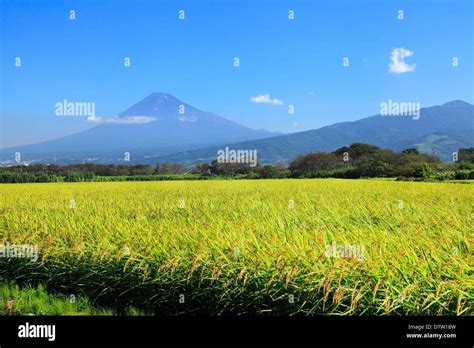 Mount Fuji and rice field, Shizuoka Prefecture Stock Photo - Alamy