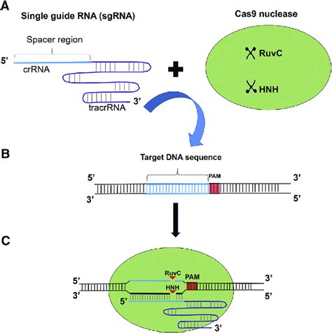 Schematic Representation Of The Crisprcas9 Complex A The Download Scientific Diagram