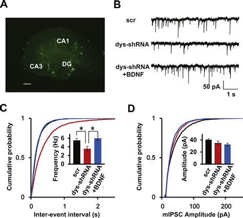 Regulation Of Brain Derived Neurotrophic Factor Exocytosis And Gamma