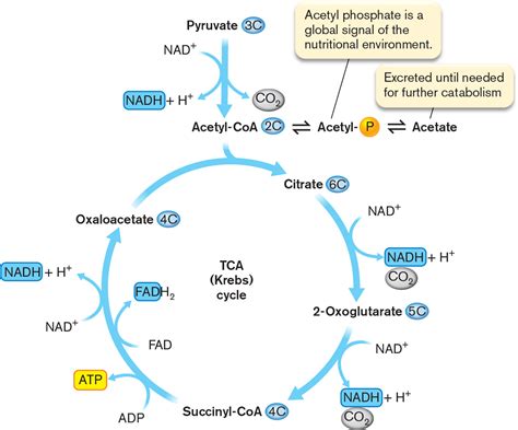 Acetyl Coa Krebs Cycle