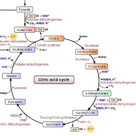 The Enzymes Of The Krebs Cycle With Their Reactants Products