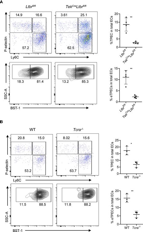 Frontiers Thymic Egress Is Regulated By T Cell Derived Ltβr Signal