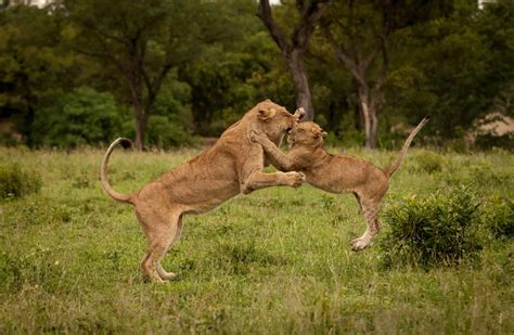 Savanna Safari Lodge | Sabi Sands Game Reserve