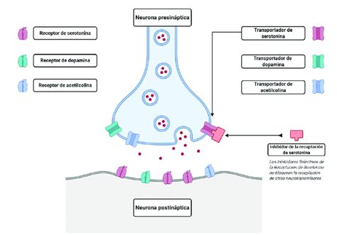 Mecanismo de acción de los Inhibidores Selectivos de la Recaptación de