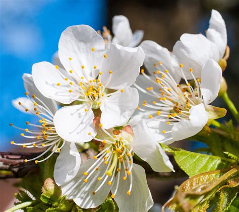 Flor De Cerejeira Primavera Branco Foto Gratuita No Pixabay Pixabay