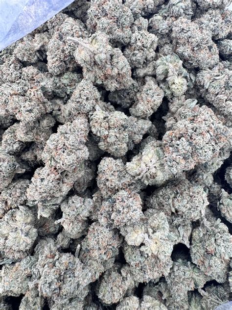 Saturn OG Flower | Neptune Seed Bank | Premium Cannabis Products