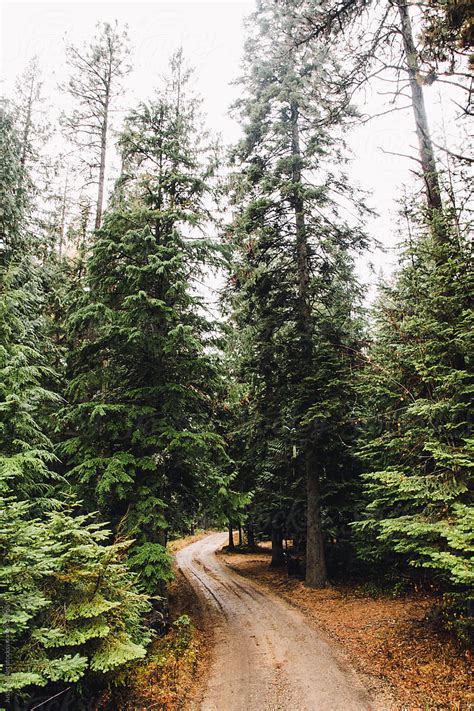 Narrow Dirt Road Winding Through Tall Pine Trees By Stocksy