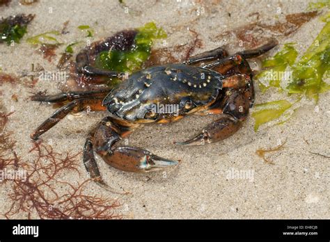 European Shore Crab Shore Crab Harbour Crab European Green Crab