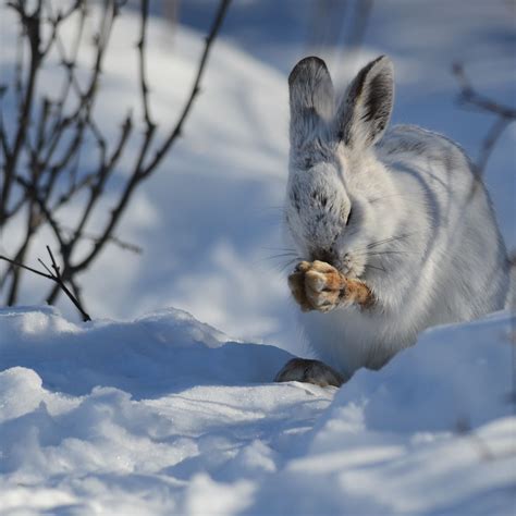 Snowshoe Rabbit