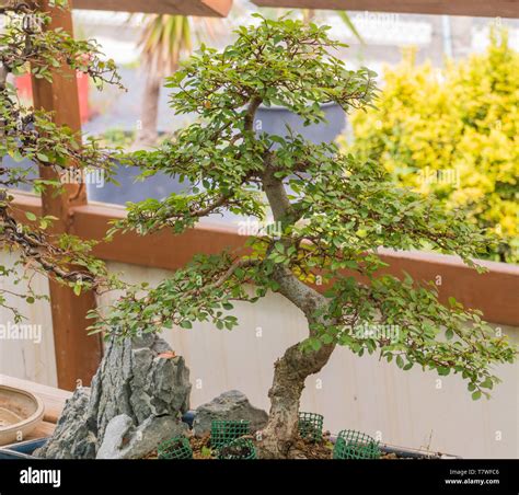 Japanese Bonsai Hi Res Stock Photography And Images Alamy