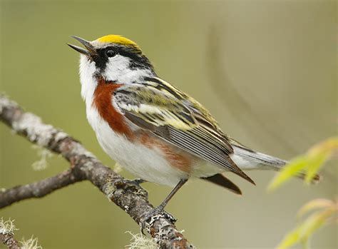 Chestnut-sided Warbler 1