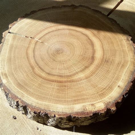 Торцевой спил дерева (57 фото)