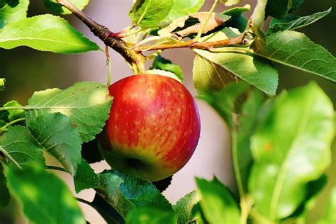 Apfel Baum Obst Kostenloses Foto Auf Pixabay Pixabay