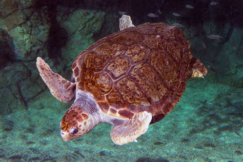 Which sea turtles live in the Mediterranean? - Institut océanographique