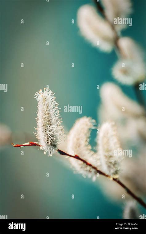 Early Spring Background In Creative Colors Pussy Willow Catkins Close Up Selective Focus Spring