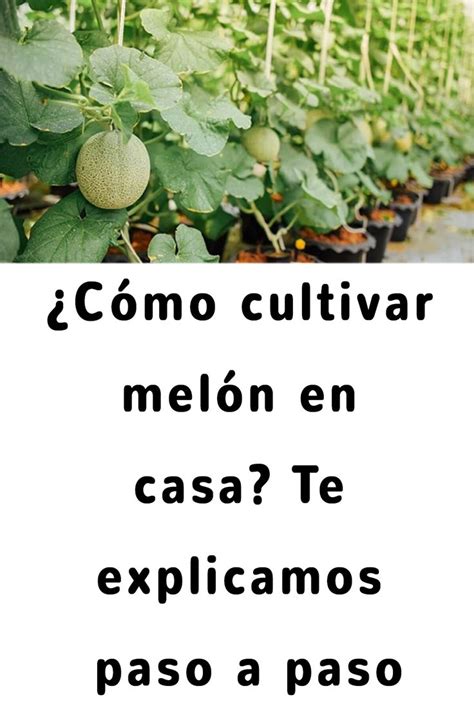 Cómo cultivar melón en casa Te explicamos paso a paso Cultivo de