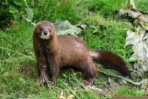 European Mink Mustela Lutreola 90 By Tabrizshadow On Deviantart