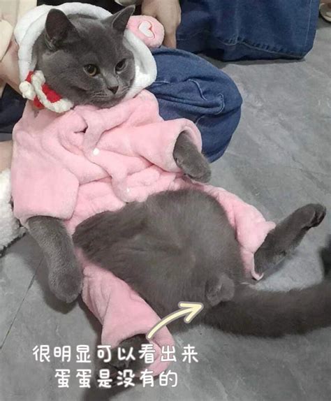 猫咪隐睾怎么办？听说绝育很贵！ 知乎