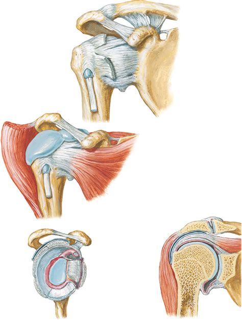 Glenohumeral Joint Diagram Quizlet