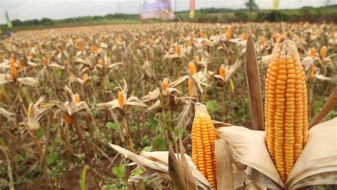 Detail Gambar Kebun Jagung Koleksi Nomer 26