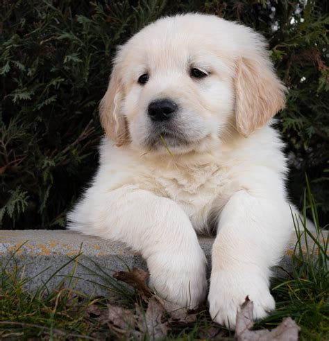 Cachorros Golden Retriever Centro Canino Valmajano