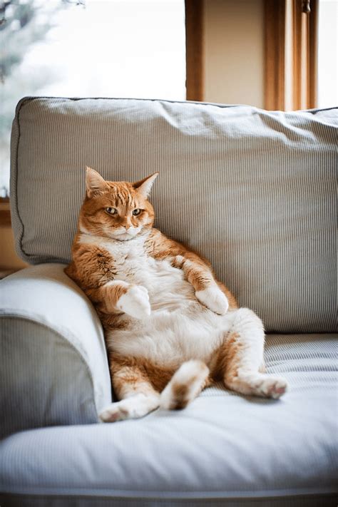 Cat Fat 23 Best Foods That Make A Cat Fat And Healthy