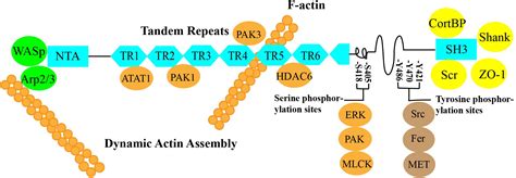 Frontiers Cortactin In Epithelialmesenchymal Transition