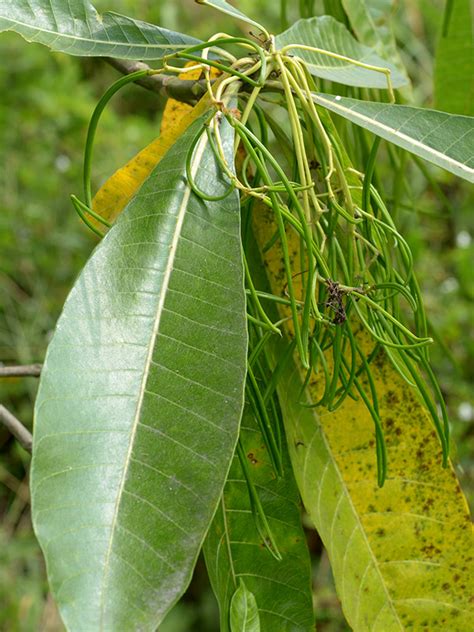 Plant Names Thai Plant Names