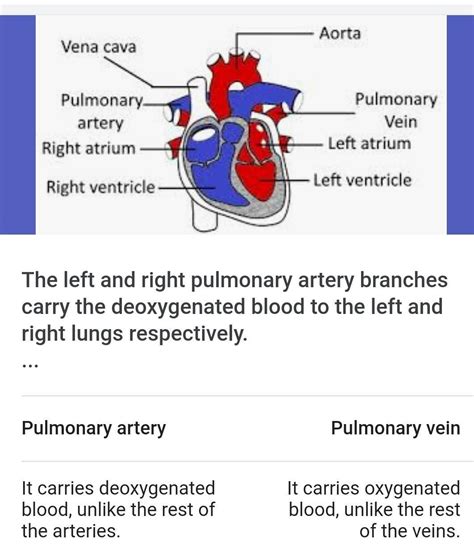 What Is The Difference Between Pulmonary Artery And Artery Brainly In