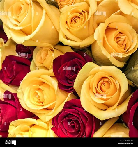 Red and yellow roses Stock Photo - Alamy