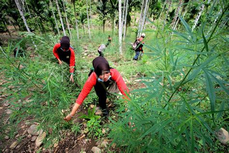 Pemusnahan Ladang Ganja Antara Foto