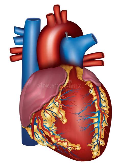 Cuore Umano Disegnato A Mano Schizzo Anatomico Medicina Colo Di