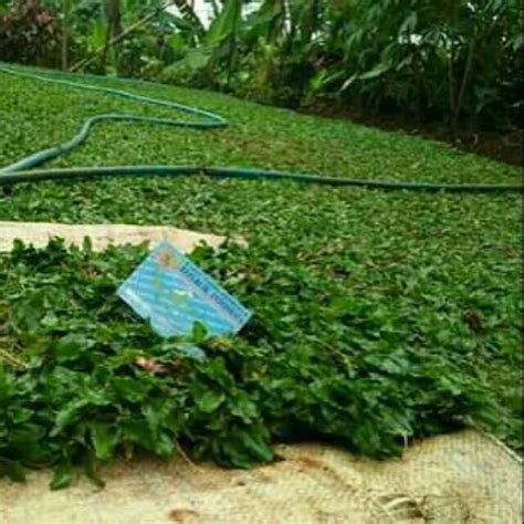 Jual Rumput Gajah Mini Per 1 Meter Persegi Tanam Berjarak Harga Promo