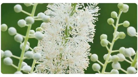 4 Benefits Of Black Cohosh: Dosage & Safety | The Botanical Institute