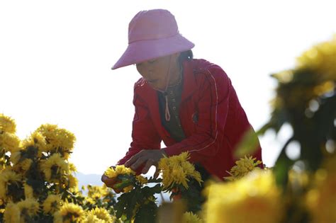 贵州锦屏：金丝皇菊花开艳 采摘加工致富忙 新华网