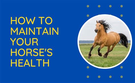 Basic Horse Care For Beginners Horse Care For Beginners