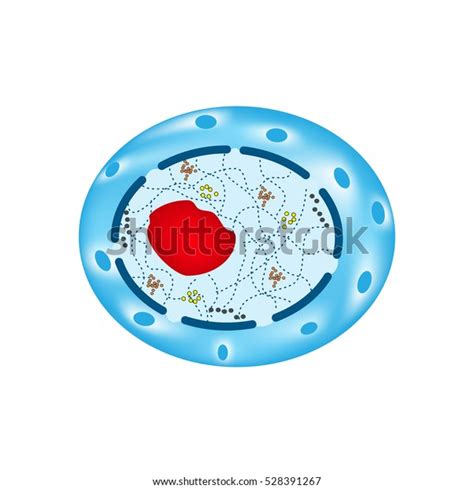 Structure Human Cell Nucleus Infographics Illustration Stock ...