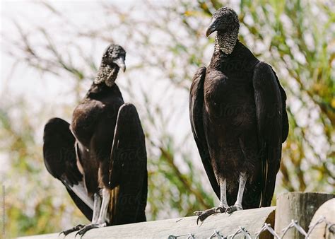 Vulture Couple By Stocksy Contributor Stephen Morris Stocksy