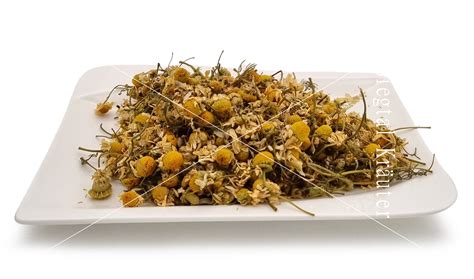 Kamille Blüten mit Kraut ⋙ Pferde