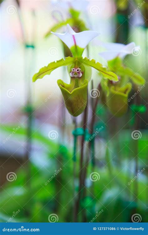 Flores Paphiopedilum Del Deslizador Del S De La Señora Del