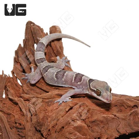 Giant Bent Toed Geckos For Sale Underground Reptiles