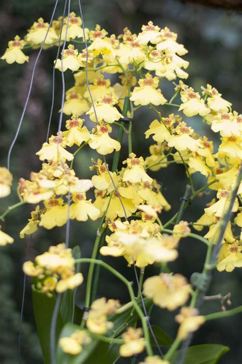 439 Oncidium Orchid Flowers Stock Photos Free Royalty Free Stock